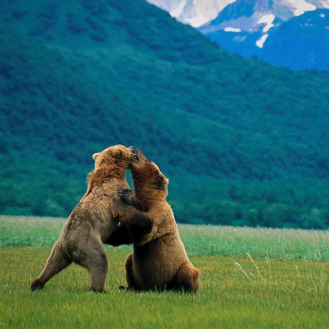 Denali National Park Wildlife Tour