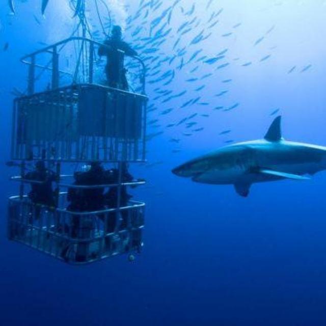 Shark Diving in South Africa