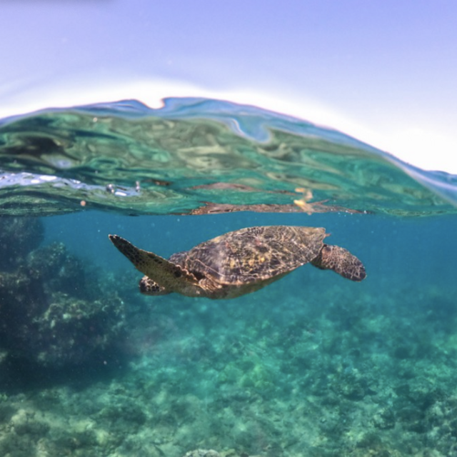 Honeymoon Kai Kanani Maui Sunrise Snorkel to Molokini Crater