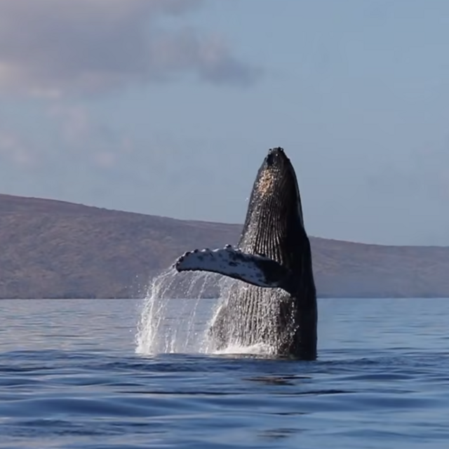 Honeymoon PacWhales Whalewatch Sail Deluxe