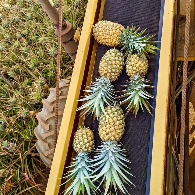 Honeymooon Maui Gold Pineapple Tour