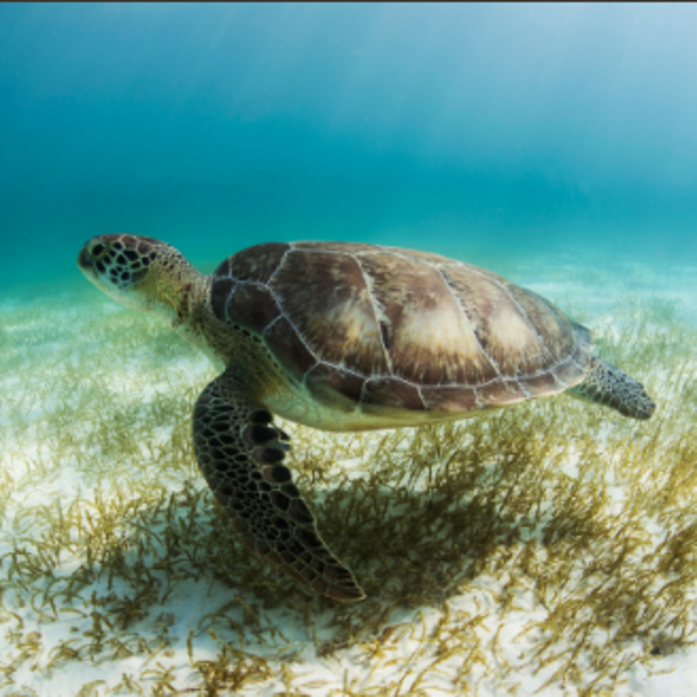 Snorkeling with Sea Turtles in the Riviera Maya