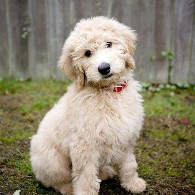 Puppy Fund