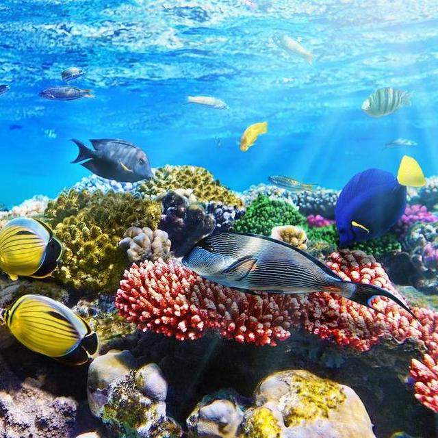 Snorkeling in Hawaii