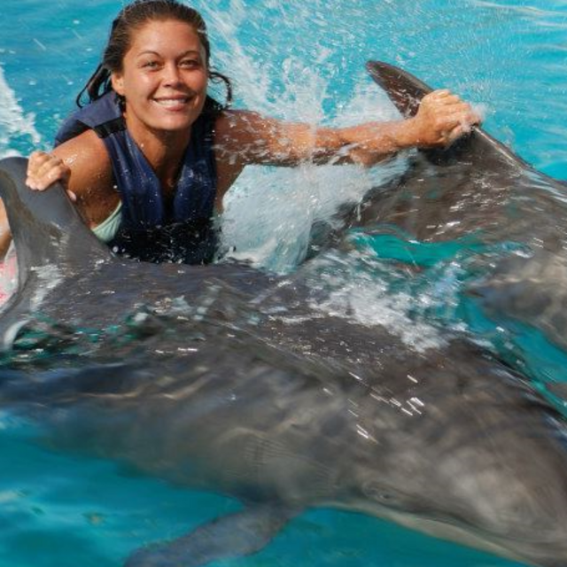 Swim with the Dolphins