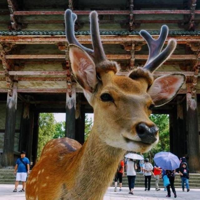 Day Trip to Nara