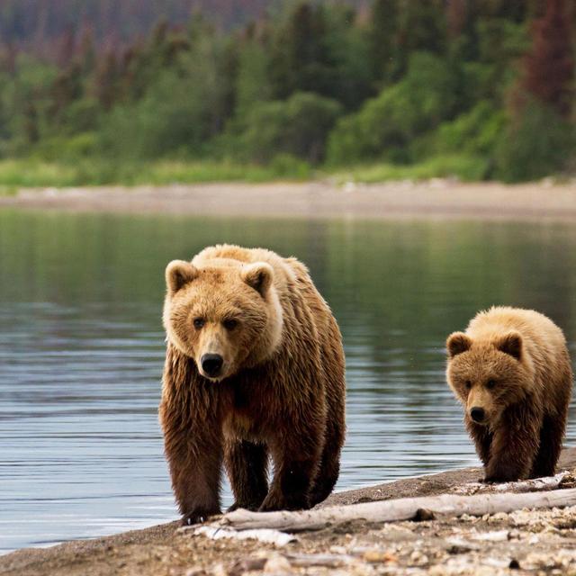 Alaskan Wildlife Safari