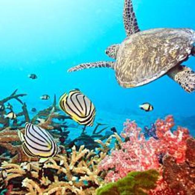 Snorkeling and Scuba Diving