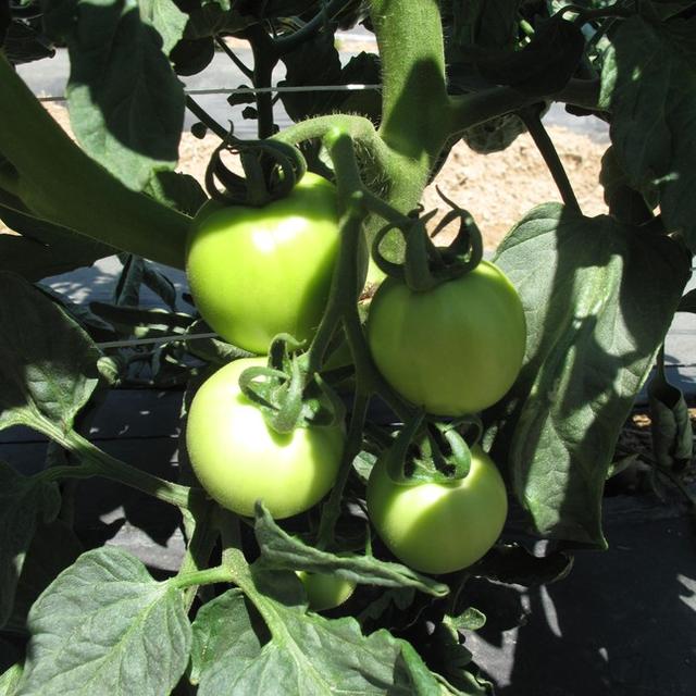 Friends & Farms, LLC