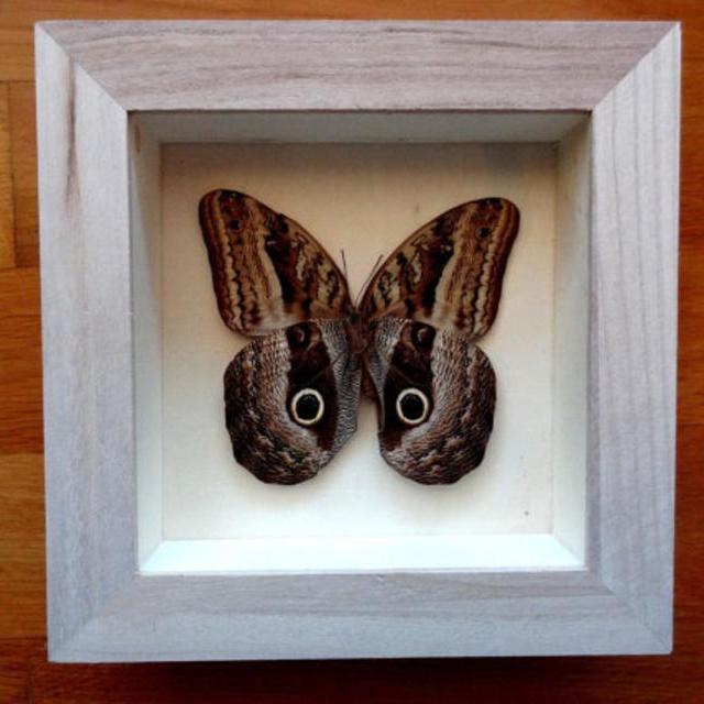 Real Owl Butterfly Framed - Home Decoration