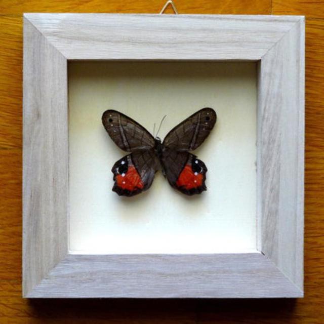 Real PIERELLA HELVINA INCANESCENS - Home Decor