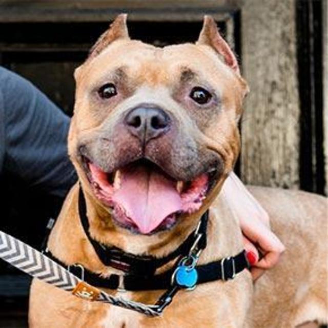 Best Friends Animal Society