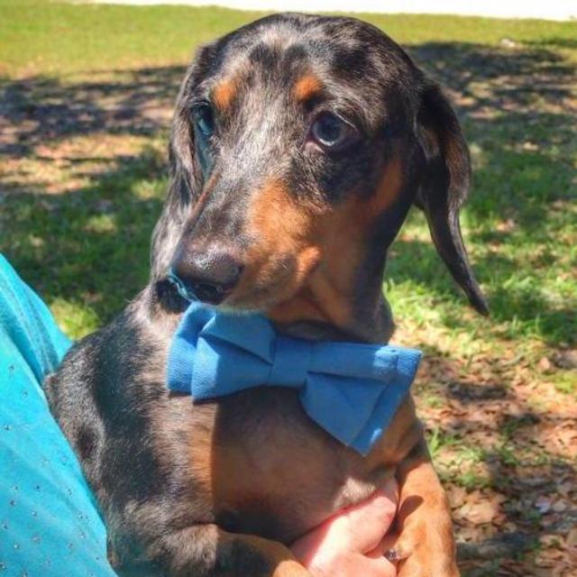 Dachshund Rescue South Florida