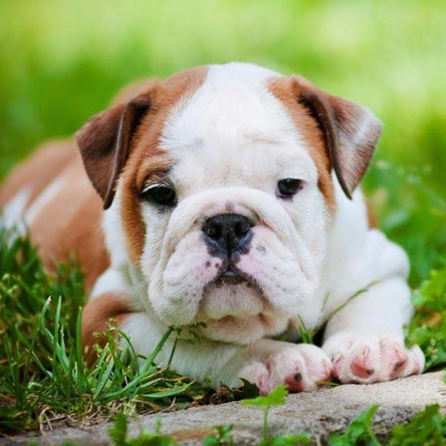English Bulldog Puppy