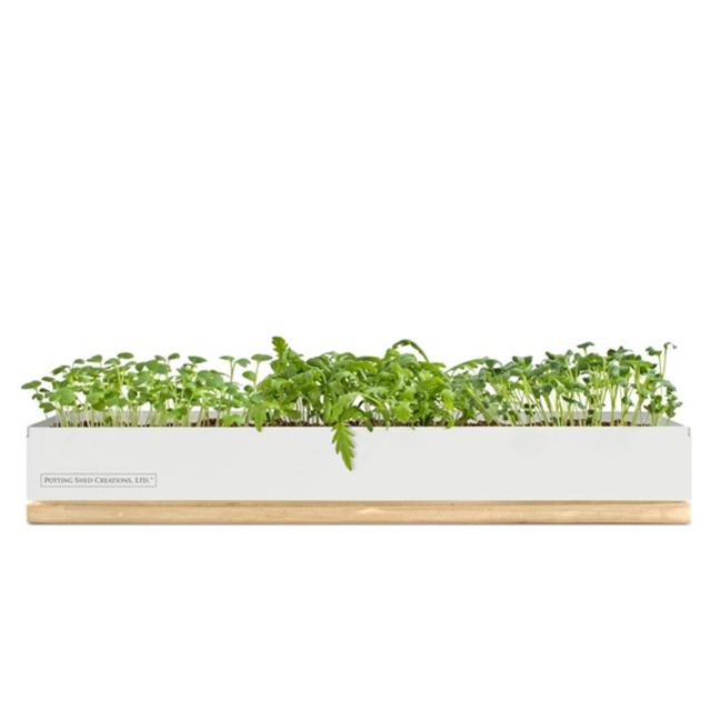Organic Spice Micro Greens
