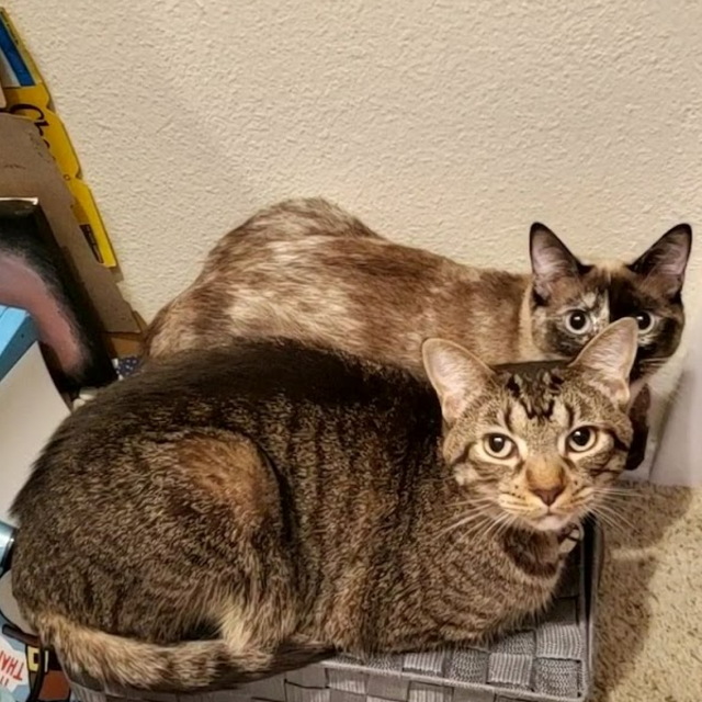 Make a donation to the rescues we got our cats from