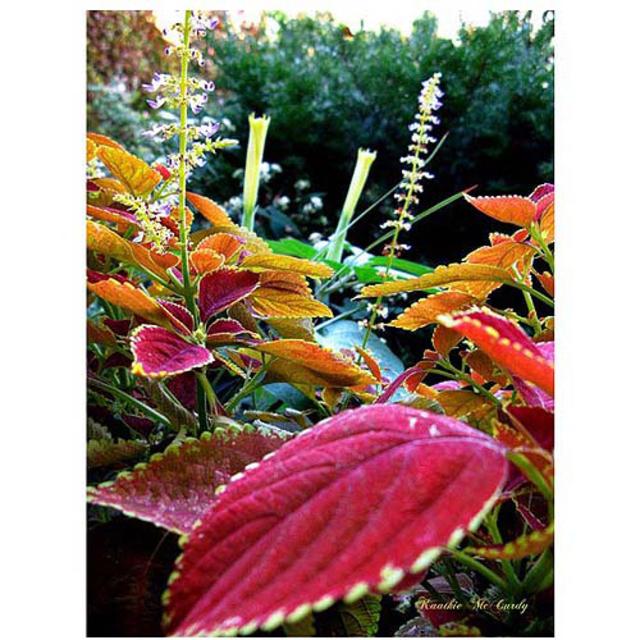 Trademark Art "Magical Garden II" Canvas Art by Kathie McCurdy, 24x32