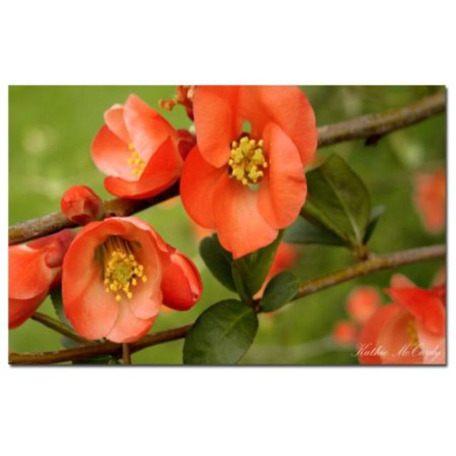 Trademark Fine Art Quince by Kathie McCurdy Canvas Wall Art, 16x24-Inch