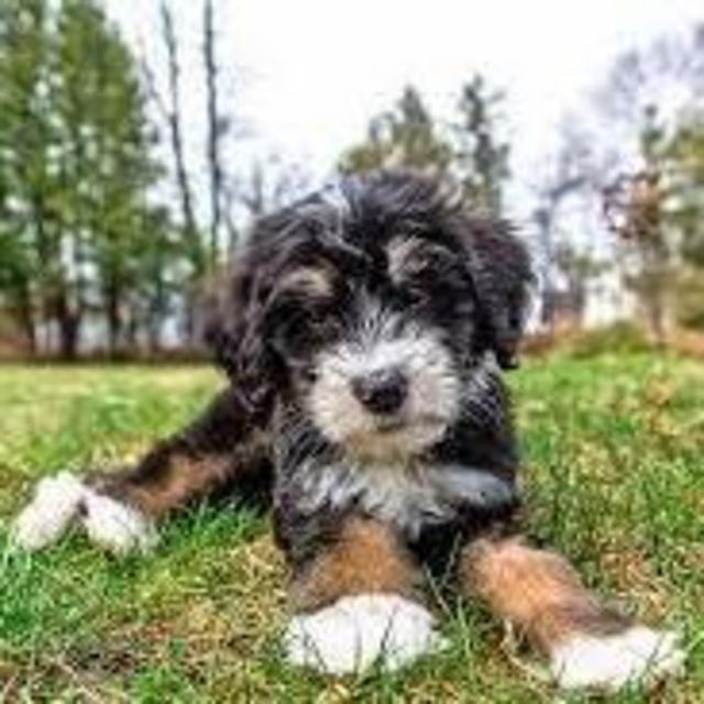 Puppy Fund