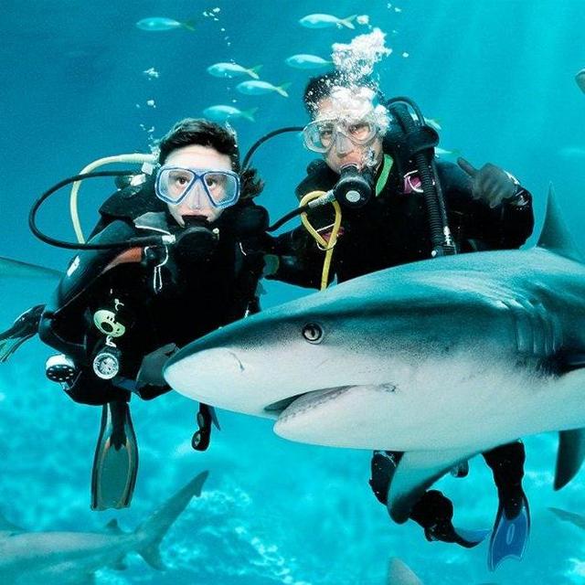 Honeymoon Scuba Diving