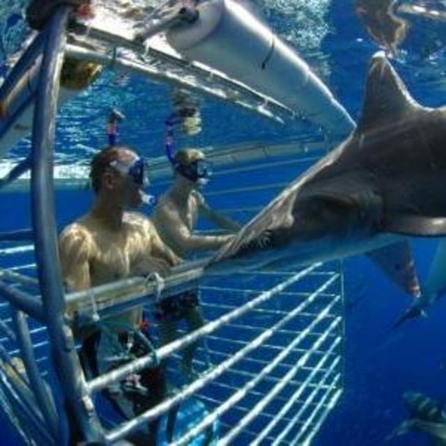 Shark Encounters