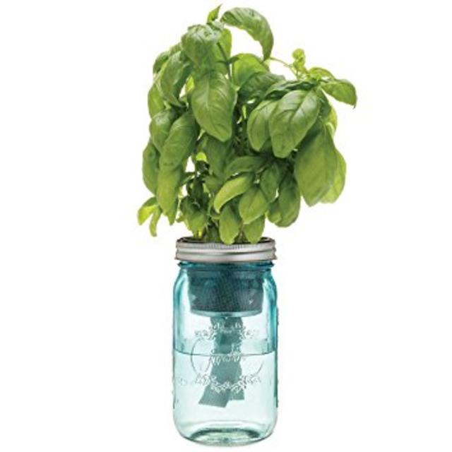 Modern Sprout Garden Jar, Basil