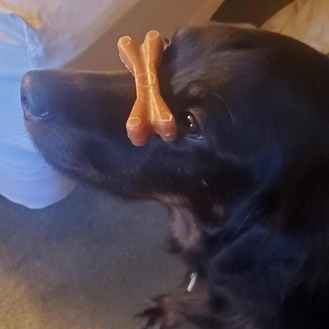 Year's Supply Of Sadie Treats