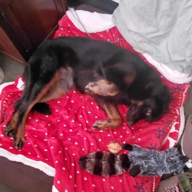 Pet Hotel For Our Honeymoon