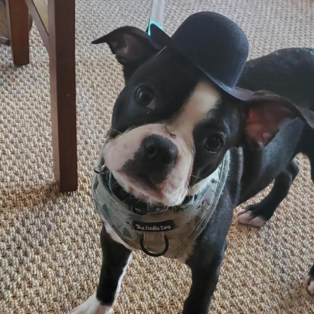 Year's Supply of Charlie Treats