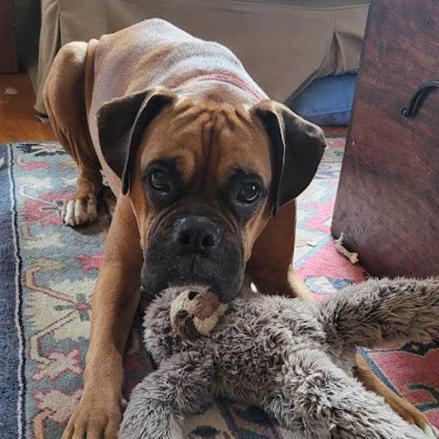 Year's Supply of Ares Treats