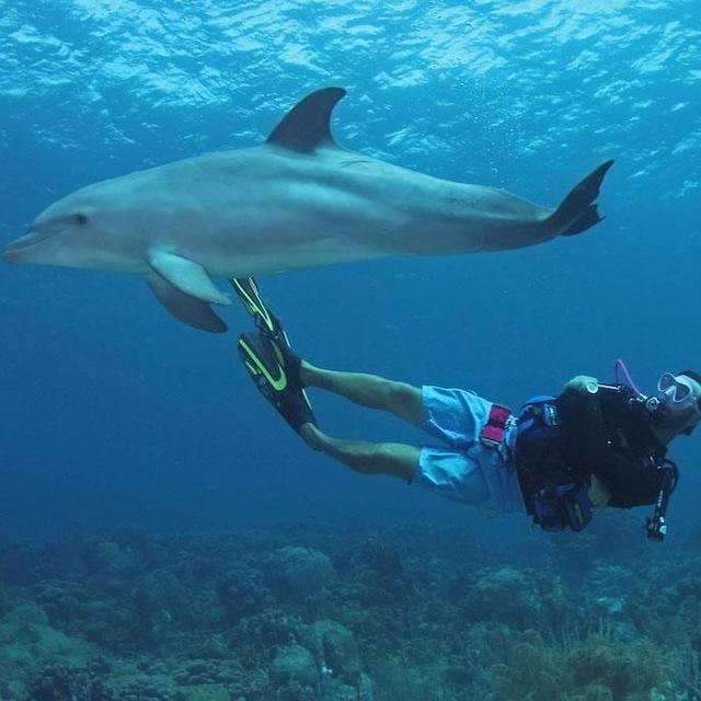 Snorkeling with Wild Dolphins