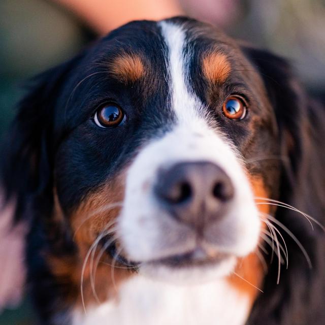 Athena's Toy Fund