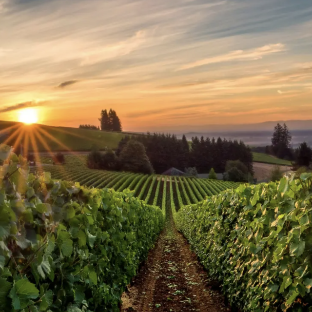 Honeymoon to Oregon Wine Country