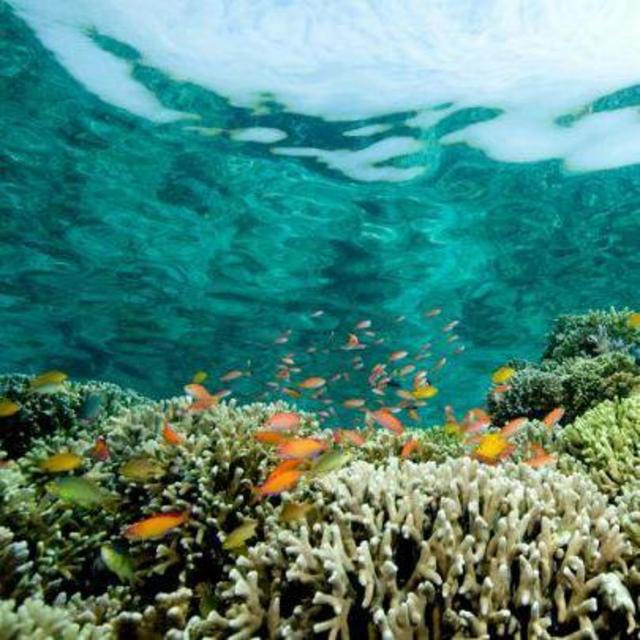 Pure Snorkeling Excursion - Four Seasons Bora Bora