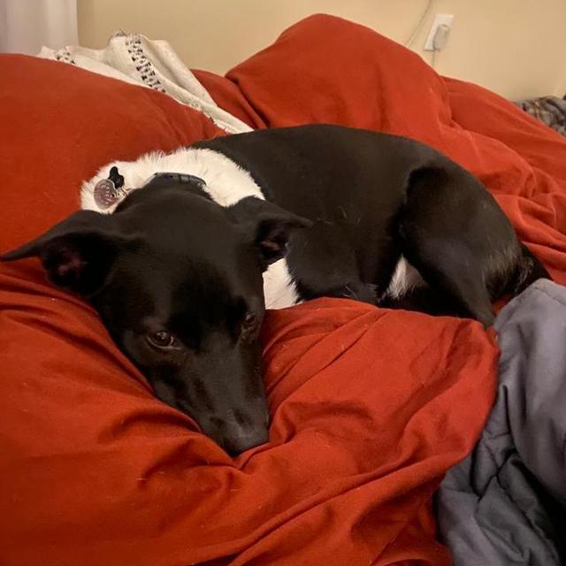 Honeymoon Dog Sitter