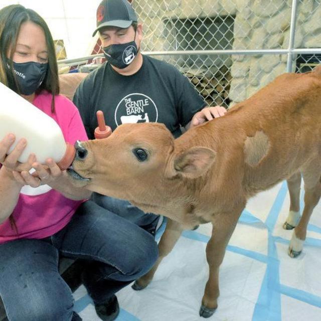 The Gentle Barn Donation Fund