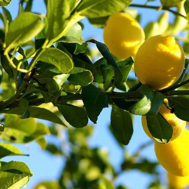 Eureka Lemon Tree