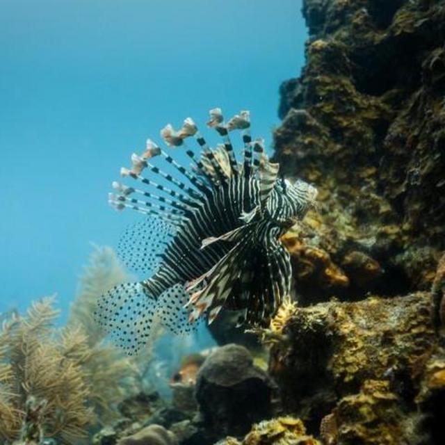 Honeymoon: Snorkeling