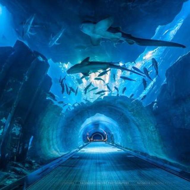 Dubai Aquarium & Underwater Zoo