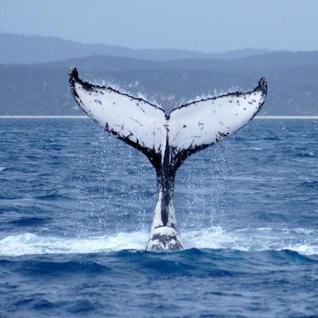 Whale and Dolphin Watching