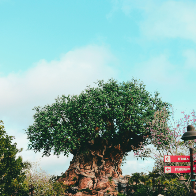Disney World Park Tickets: Animal Kingdom