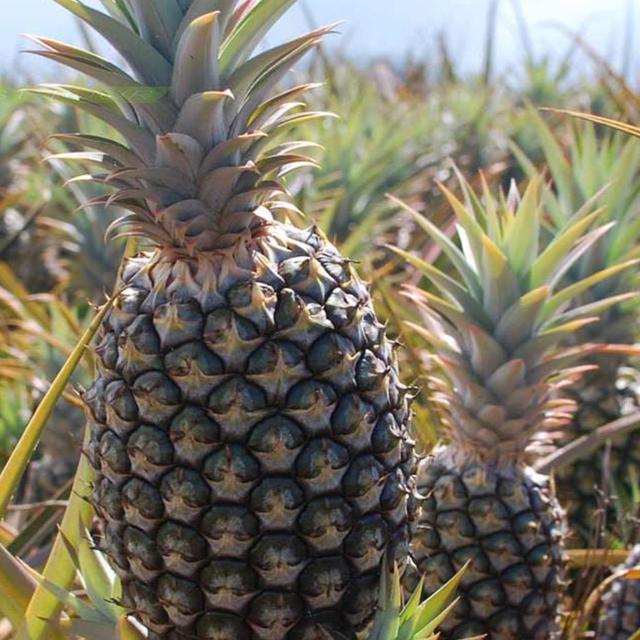 Pineapple tour with lunch & distillery tour