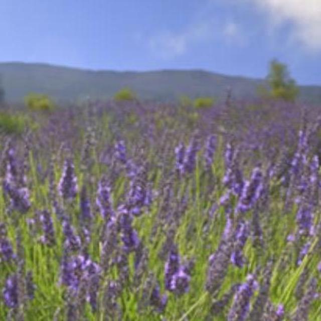 Lavender Treasure Hunt and Gourmet Picnic Lunch at Ali'i Kula Lavender Farm