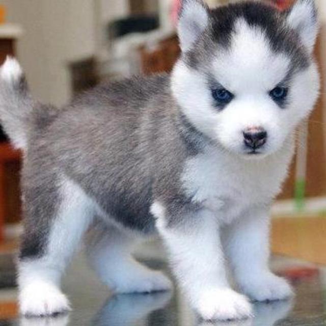 Our Pomsky Fund