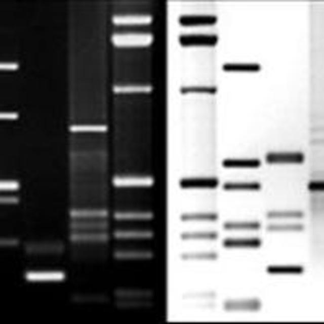 DNA Art by DNA11. Your DNA as artwork on canvas.