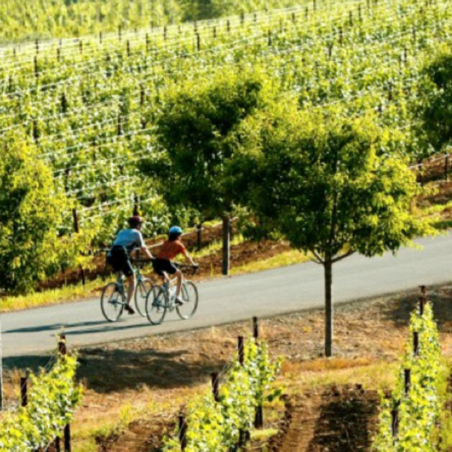 Bike Tour through Napa