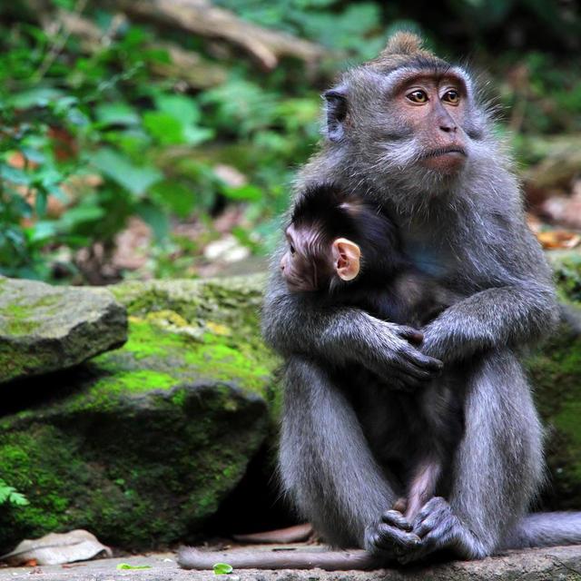Honeymoon: Trip to the Ubud Monkey Forest