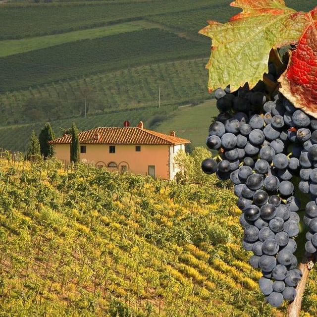 Wine tasting Tour in Tuscany on our honeymoon