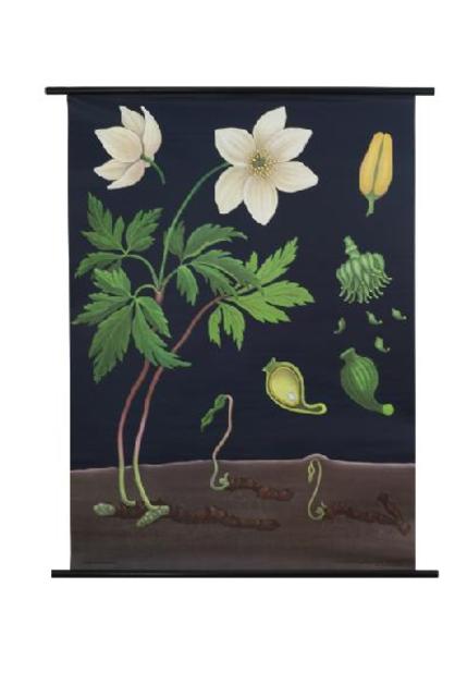Anemone