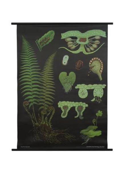 Male Fern